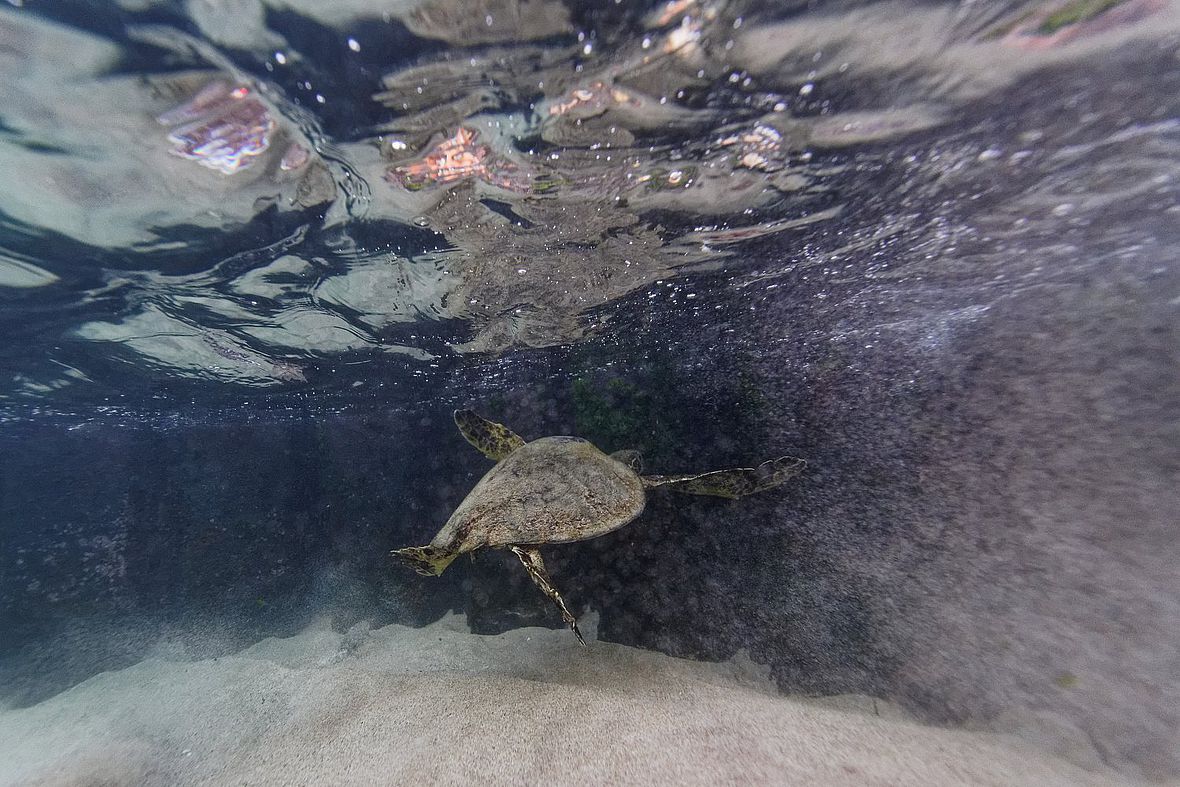 Eine Meeresschildkröte stattet den Triathleten einen Besuch ab