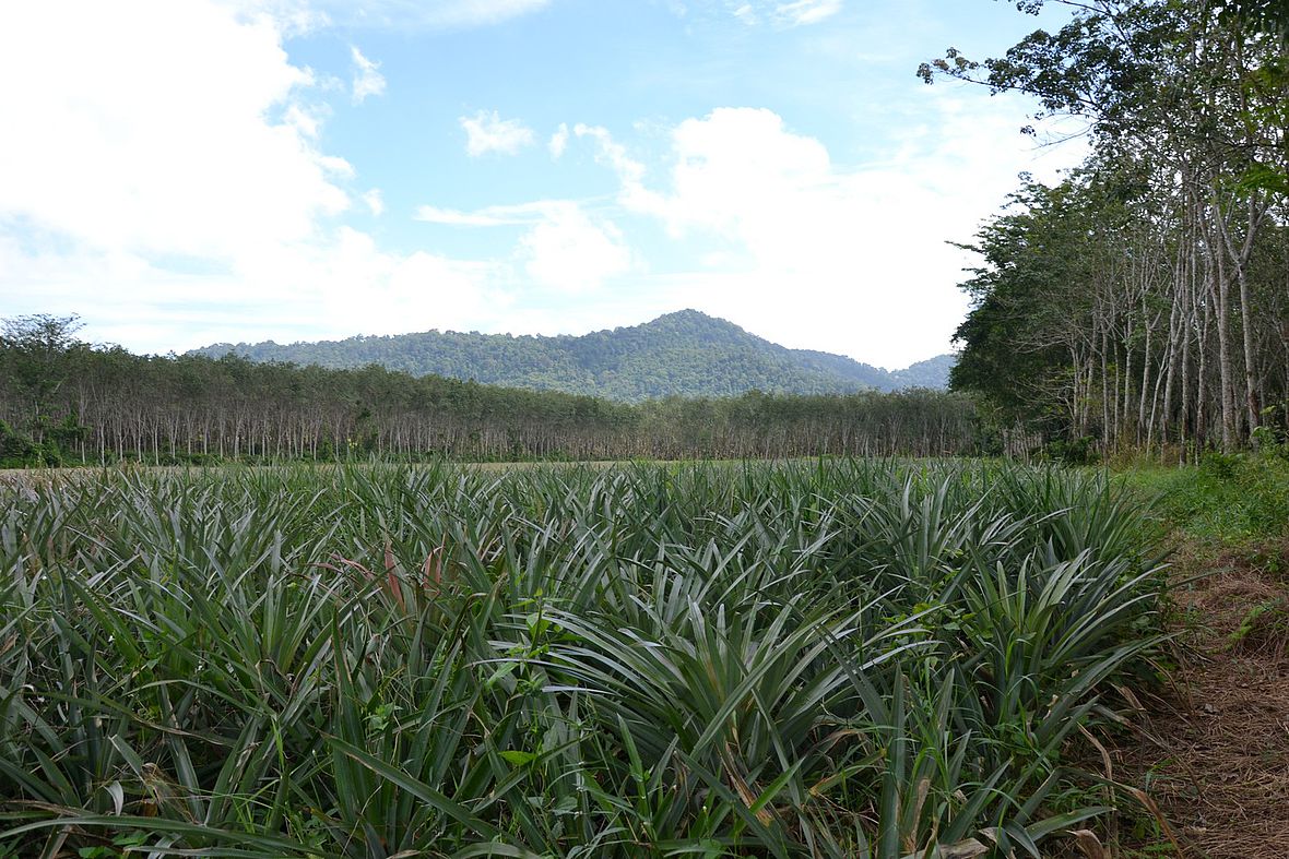 Dichte Vegetation: Auf den Feldern in Gehweite zum Thanyapura werden Ananas angebaut