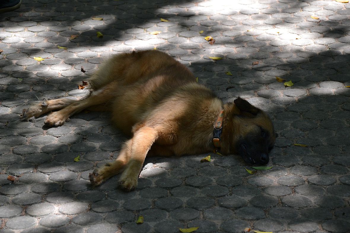 Nicht die müden Hunde wecken - dann fährt es sich auf Phuket auch sicher mit dem Rad