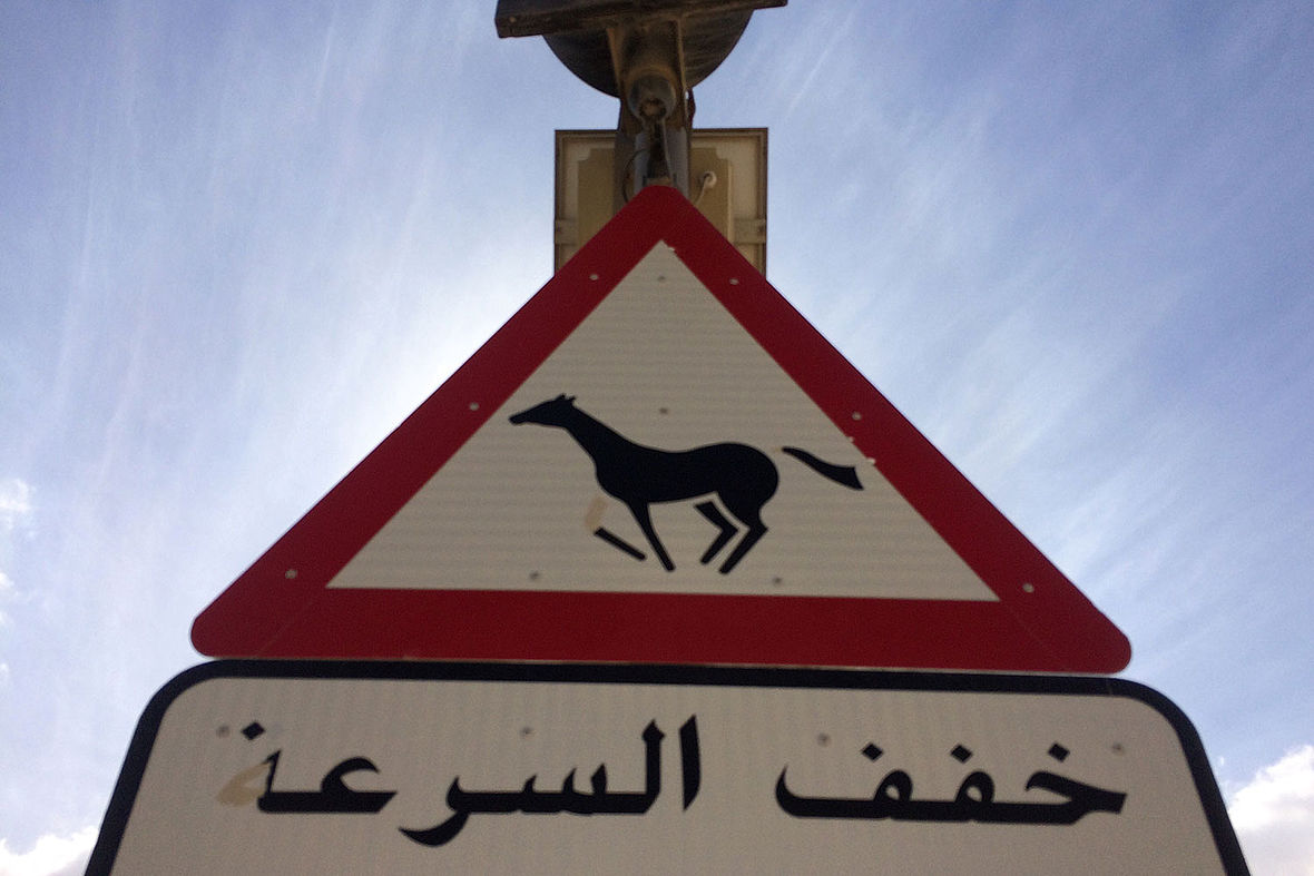 Pferdesport ist in Dubai populär. Der Ausdauersport hinkt noch hinterher